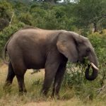 Elephant in the wild - Accent on Travel