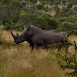 Rhino in the wild - Accent on Travel