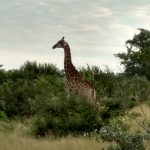 Giraffe in the wild - Accent on Travel