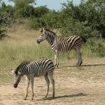 Two zebras in the wild - Accent on Travel