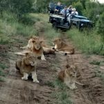 Five lionesses lying down in the wild - Accent on Travel