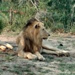 Lion lying down in the wild - Accent on Travel