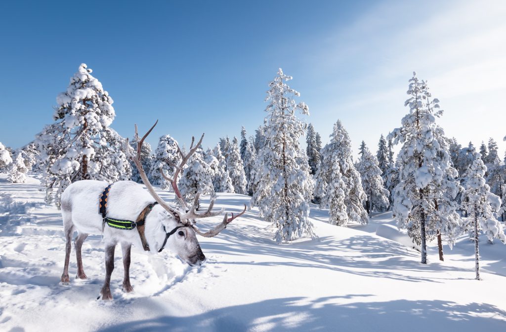 White reindeer in the snow in finland