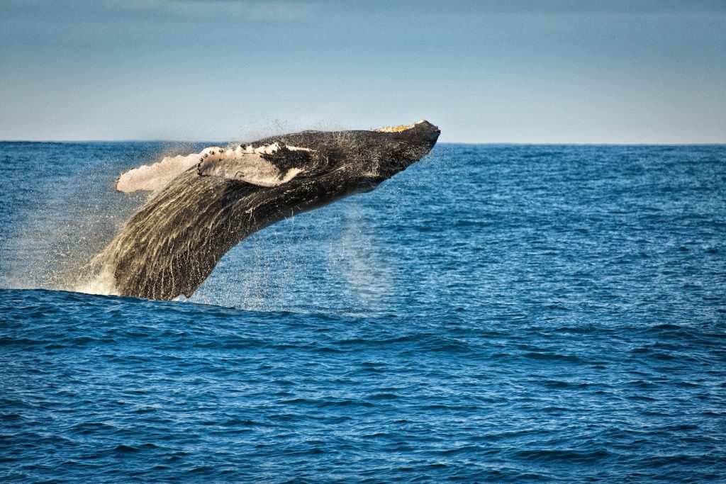 Breaching Humpback Whale in Kauai Hawaii