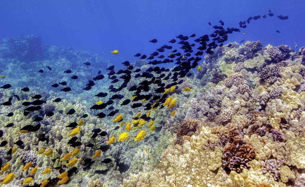 Tropical Underwater Landscape of Fish and Coral