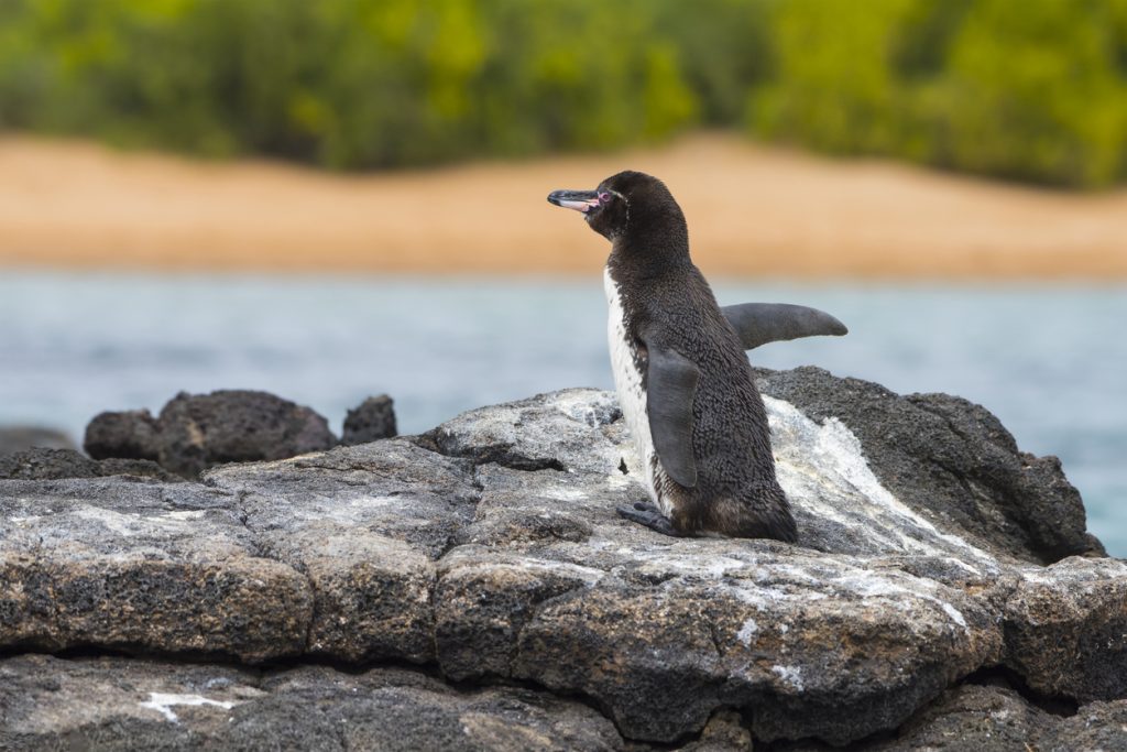 Galápagos penguin (Spheniscus mendiculus) on Bartolomé Island