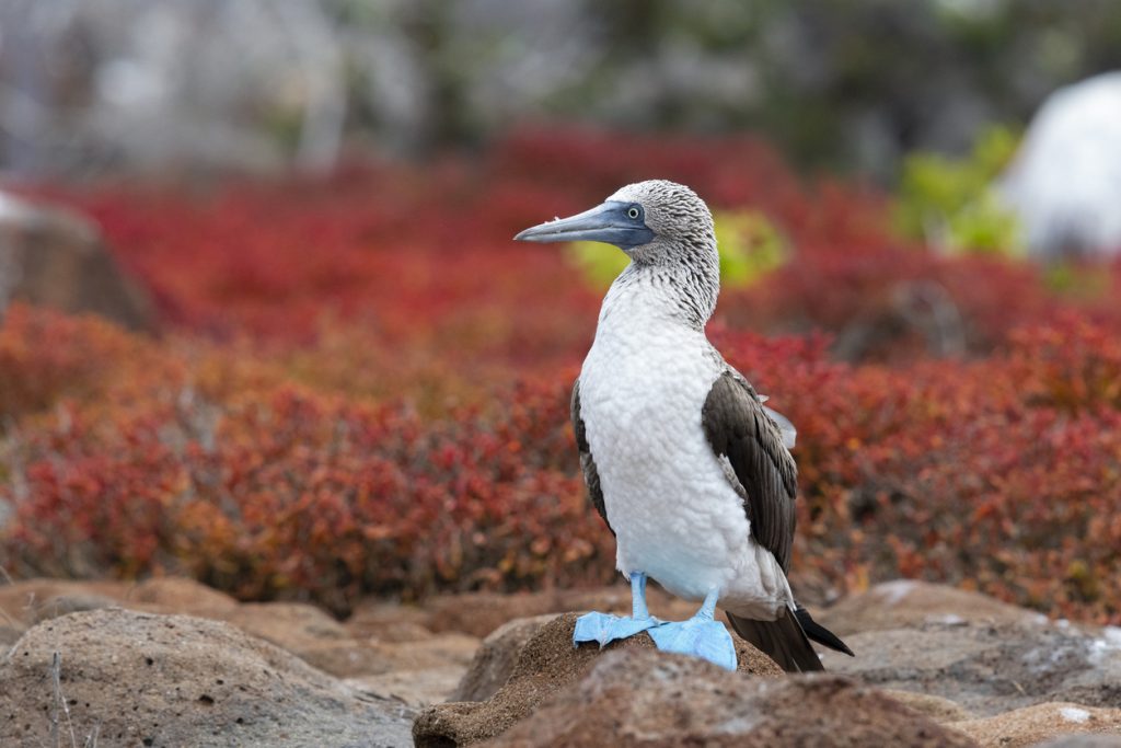 Blue-footed booby, Galapagos islands