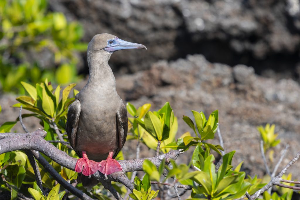 Red-footed booby perching, Galapagos islands