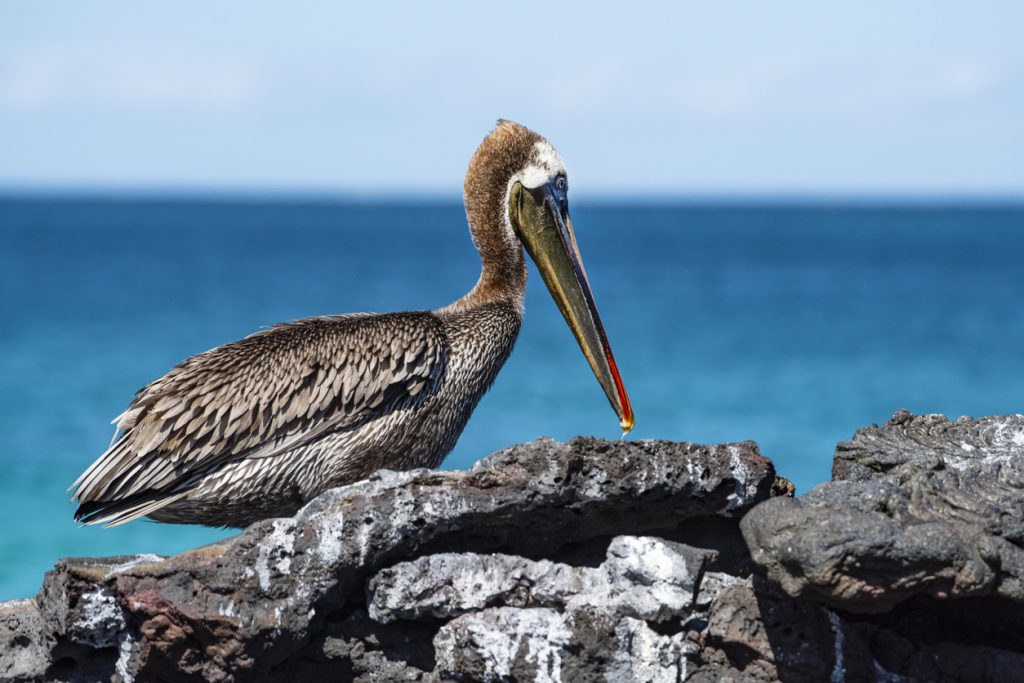 Brown pelican (Pelecanus occidentalis) at a lava beach, Galapagos