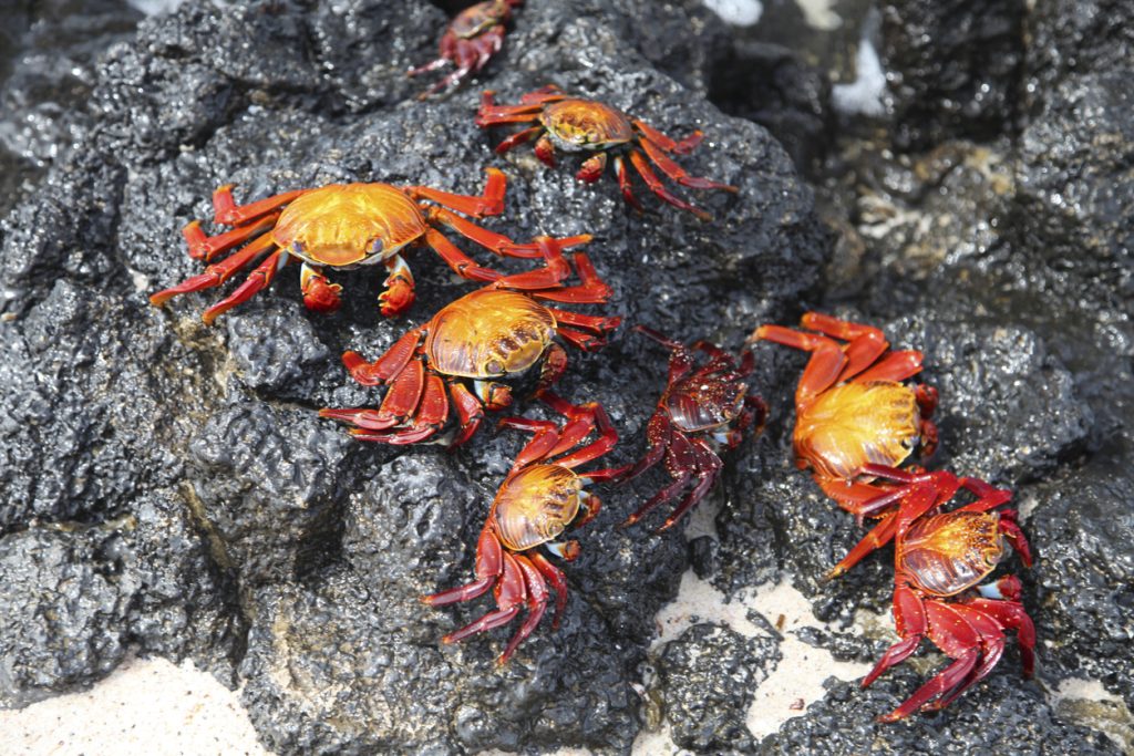 Sally lightfoot crabs on rocks