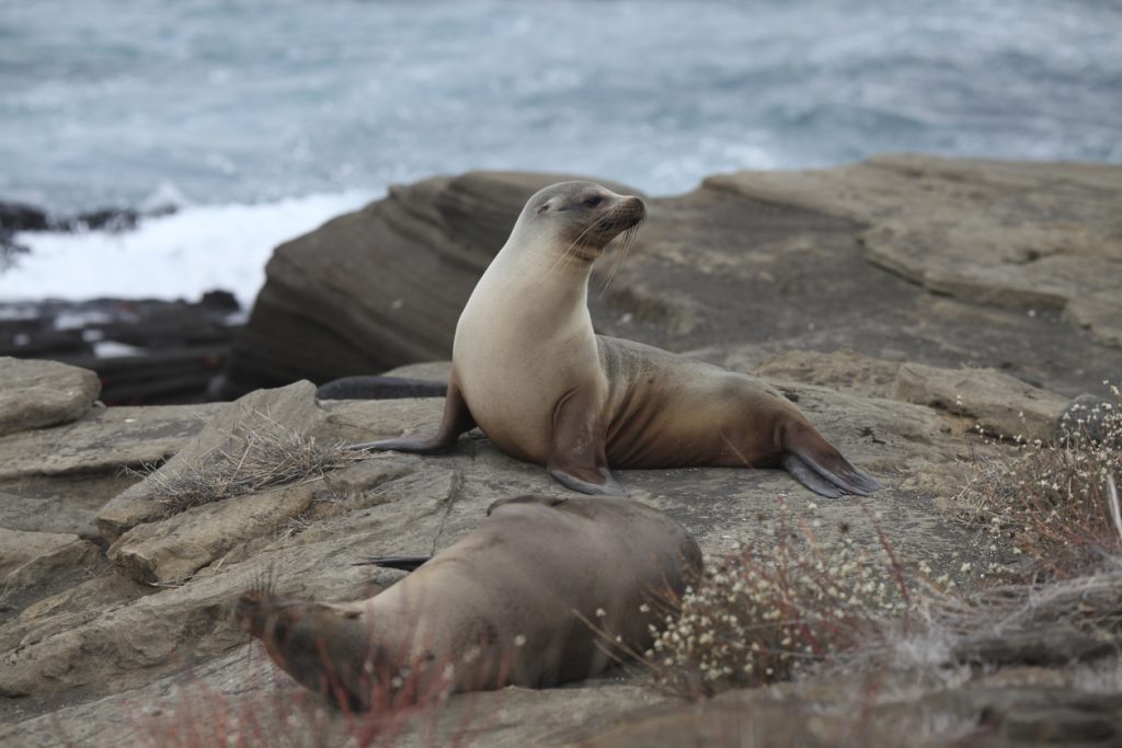 Galapagos Fur seals on rock