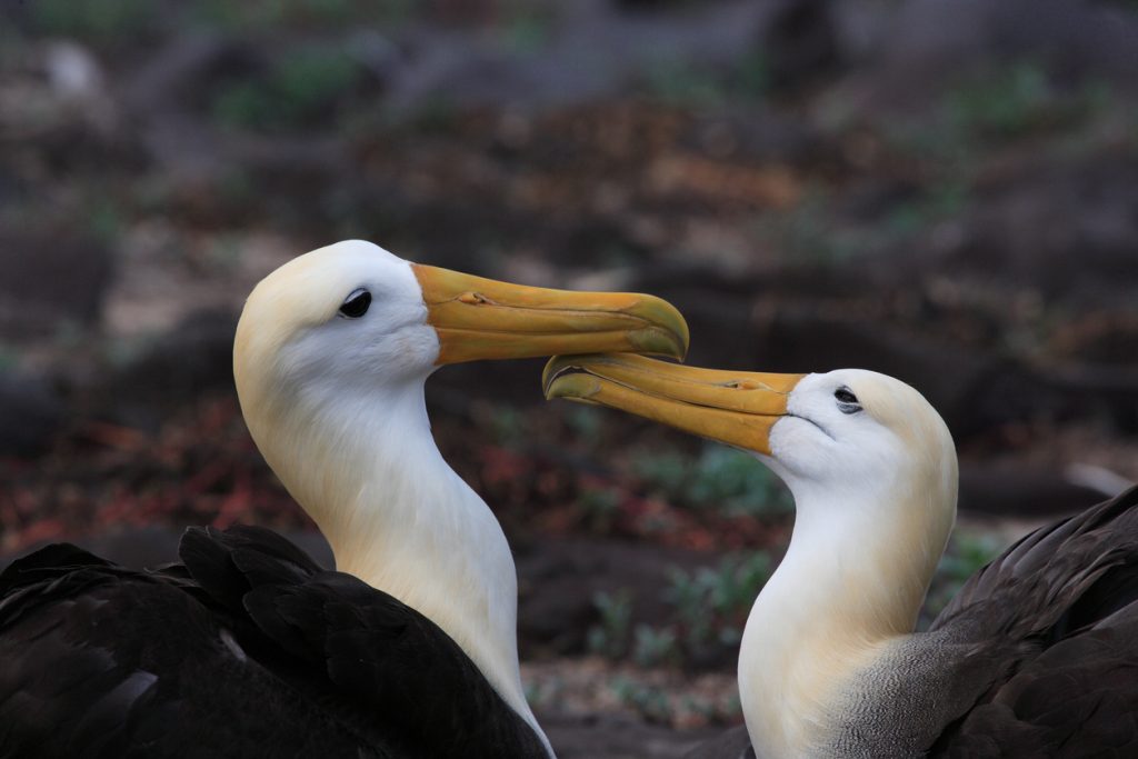 Tender Albatross pair after wedding dance on Galapagos Islands.