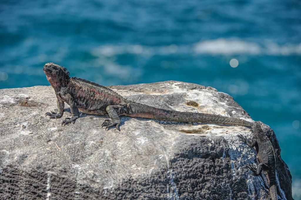 Espanola Marine Iguana, Amblyrhynchus cristatus venustissimus, Punta Suarez; Hood Island; Espanola Island; Galapagos Islands; Galapagos; Ecuador. Laying in the sun.