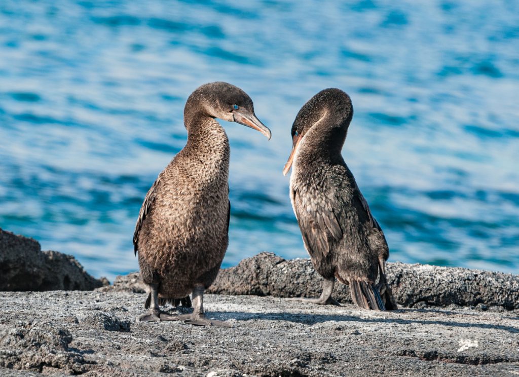 Flightless Cormorant, Phalacrocorax harrisi, Nannopterum harrisi, Punta Espinosa, Fernandina Island, Galapagos Islands. Courtship between male and female flightless cormorant.