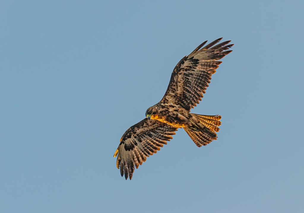 The Galápagos hawk (Buteo galapagoensis) is a large hawk endemic to most of the Galápagos Islands. Punta Suarez, Hood Island. Flying.