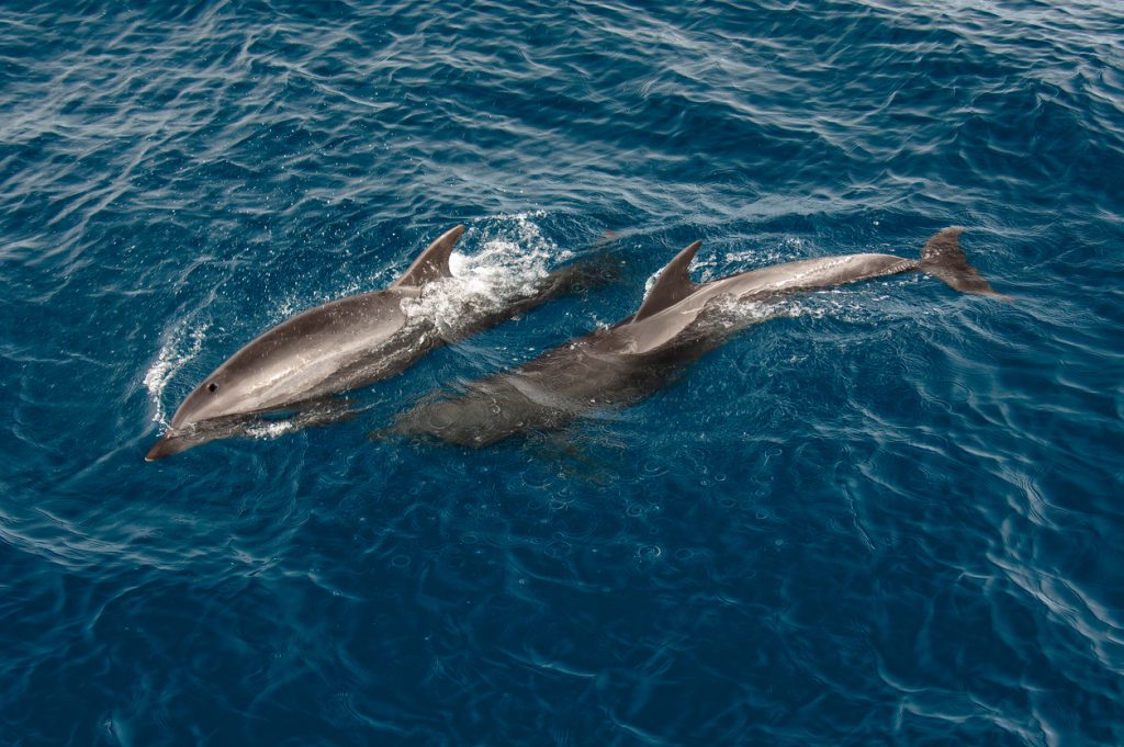 The common bottlenose dolphin or Atlantic bottlenose dolphin (Tursiops truncatus) is a wide-ranging marine mammal of the family Delphinidae. Roca Redondo, Ecuador; Galapagos Islands; Galapagos Islands National Park. Swimming.