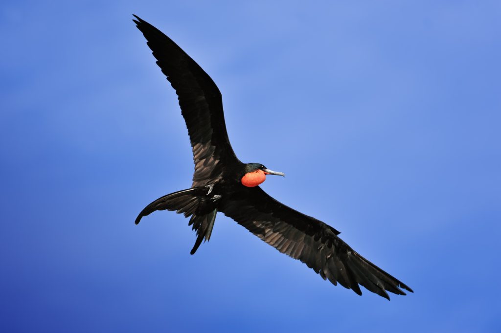 Magnificent Frigatebird