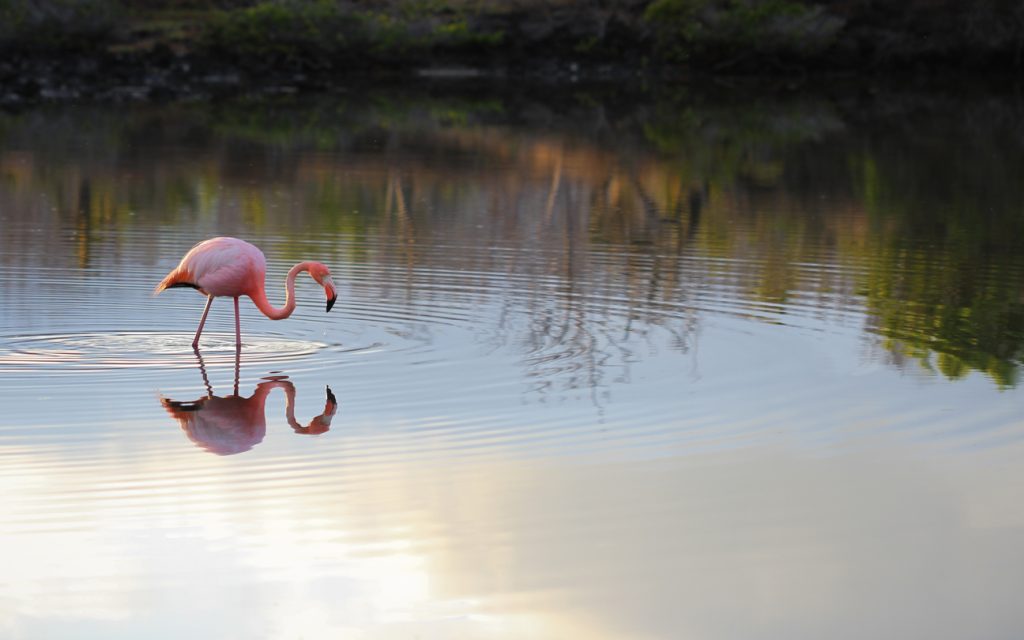 Minutes after sunrise, this Galapagos flamingo peacefully strolls through a gentle lagoon in search of breakfast.