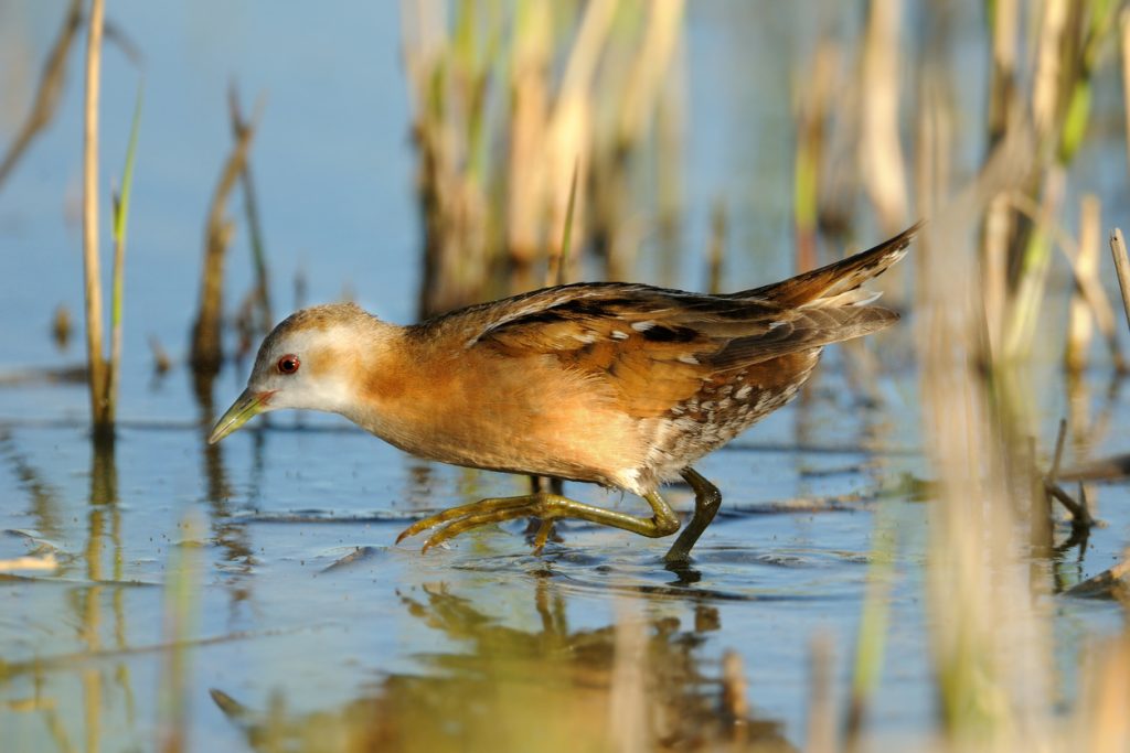 crake (Porzana parva)