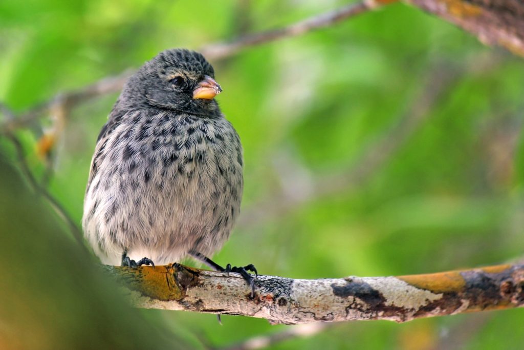 Juvenile small ground finch, native to the Galapagos Islands.