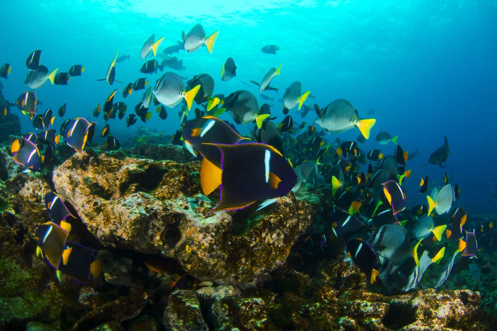 A school of fish in Galapagos