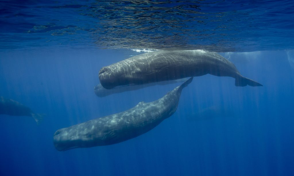 Sperm Whale Armada, Sri Lanka