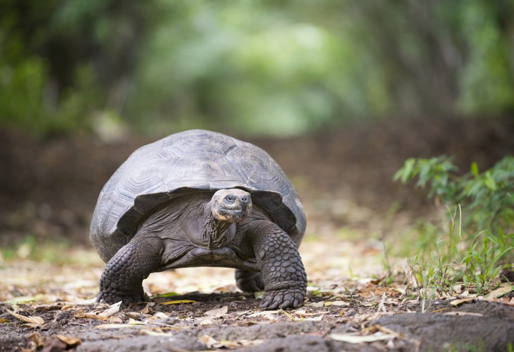 Galapagos Giant Tortoise, Galapagos Islands, Ecuador