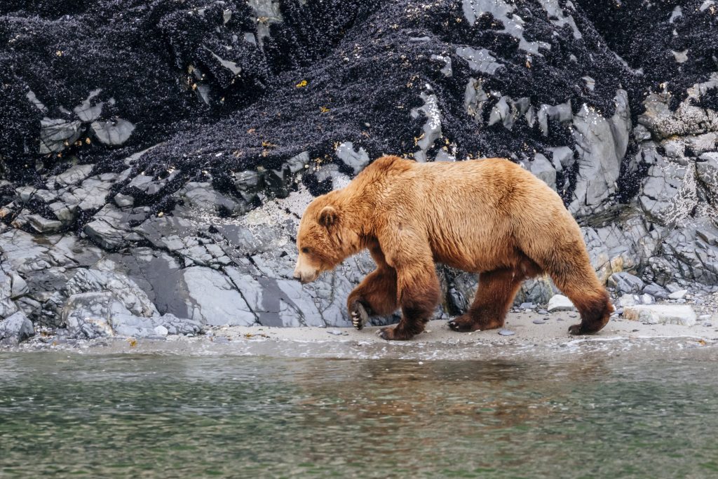 Coastal brown bear (Ursus arctos) - Accent on Travel