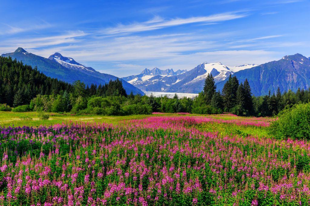 Mendenhall Glacier Viewpoint with Fireweed in bloom. Juneau, Alaska - Accent on Travel