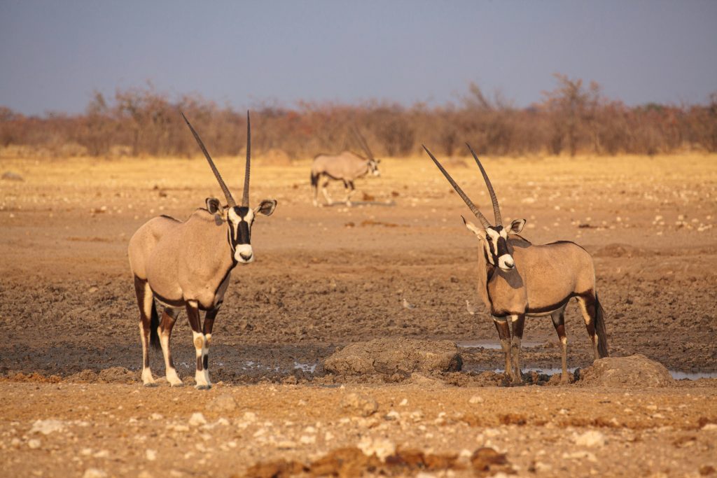 Safari wildlife Etosha National Park in Namibia - Accent on Travel