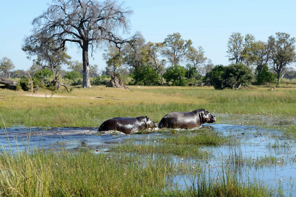 Hippos in Okavango Delta in Botswana - Accent on Travel