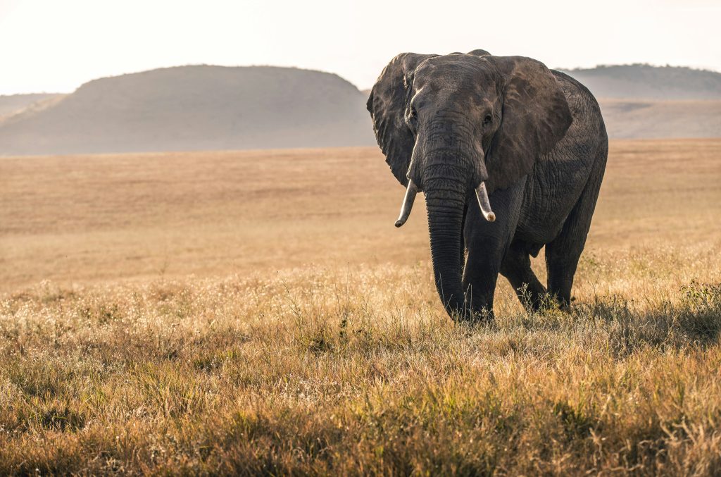 Large elephant walking in Kenya's Maasai Mara - Accent on Travel