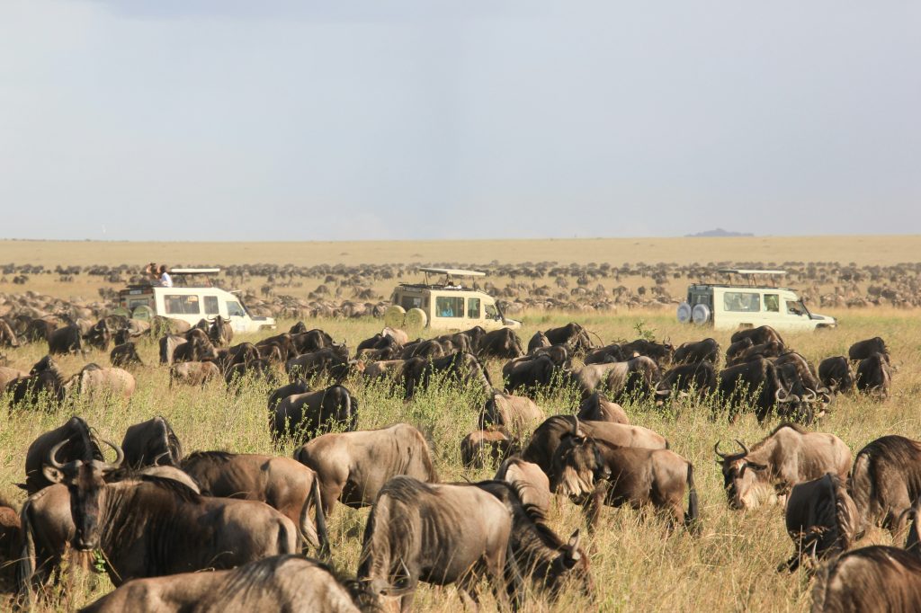 Tanzania’s Serengeti National Park Great Migration - Accent on Travel